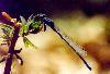 Damsel Fly 2