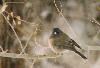 Junco