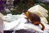 Marmot 2