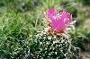 Barrell Cacti Bloom