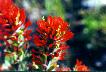 Indian Paintbrush