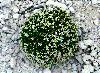 Unknown - white sandstone flower