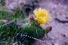 Cacti - Yellow Bloom